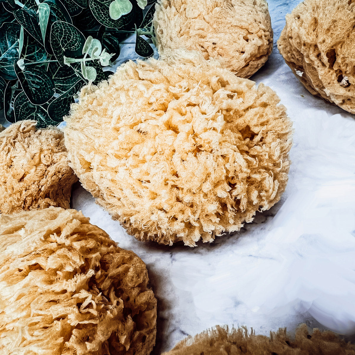 A natural Dead Sea sponge, approximately 3-4 inches in size, showcasing its unique texture and shape.