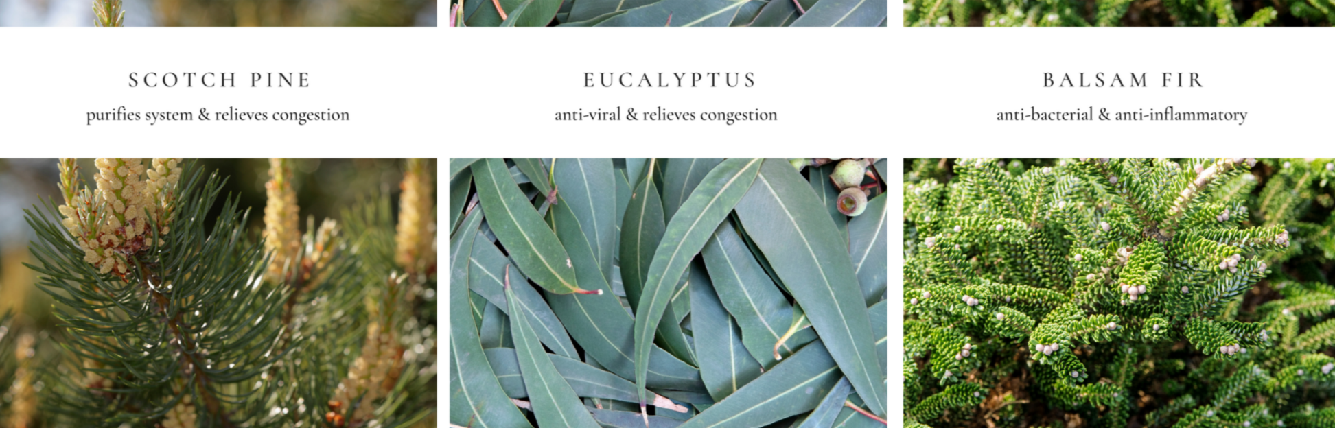 Grove Bath Salts in a clear jar with wooden lid, surrounded by natural elements like pine branches and salt crystals.