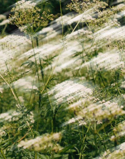 iLM Hand & Body Wash in a 300ml bottle with Grapefruit, Camelia, and Herbal Flowers fragrances, showcasing its organic ingredients.