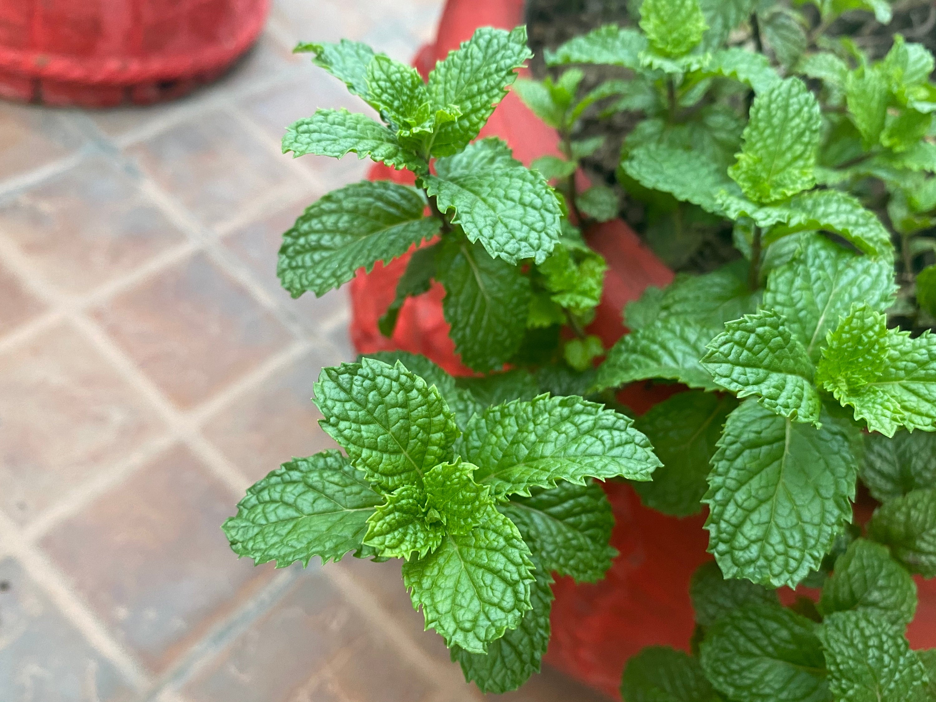 Four 15ml tubes of Organic Peppermint Lip Balm in eco-friendly packaging, showcasing their natural ingredients.