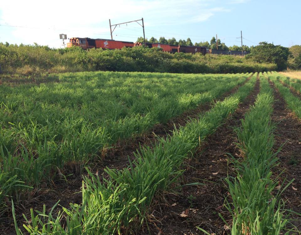 A 10ml bottle of Organic Lemongrass Essential Oil with a fresh and herbaceous aroma, ideal for aromatherapy and massage.