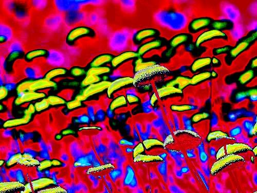 Colorful Button Flowers Abstract Reverie Pop Art Print featuring playful floral designs in vibrant hues, perfect for contemporary home decor.