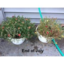 PacaBoost Alpaca Felt House Plant Root Growth Enhancer in a 1-pound bag, showcasing its natural fibers and packaging.