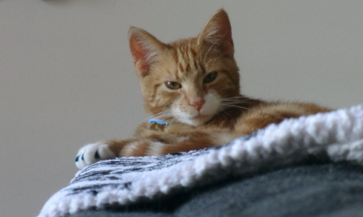 A cozy cup of Chester's Chestnut gingerbread coffee with festive decorations, evoking holiday spirit.