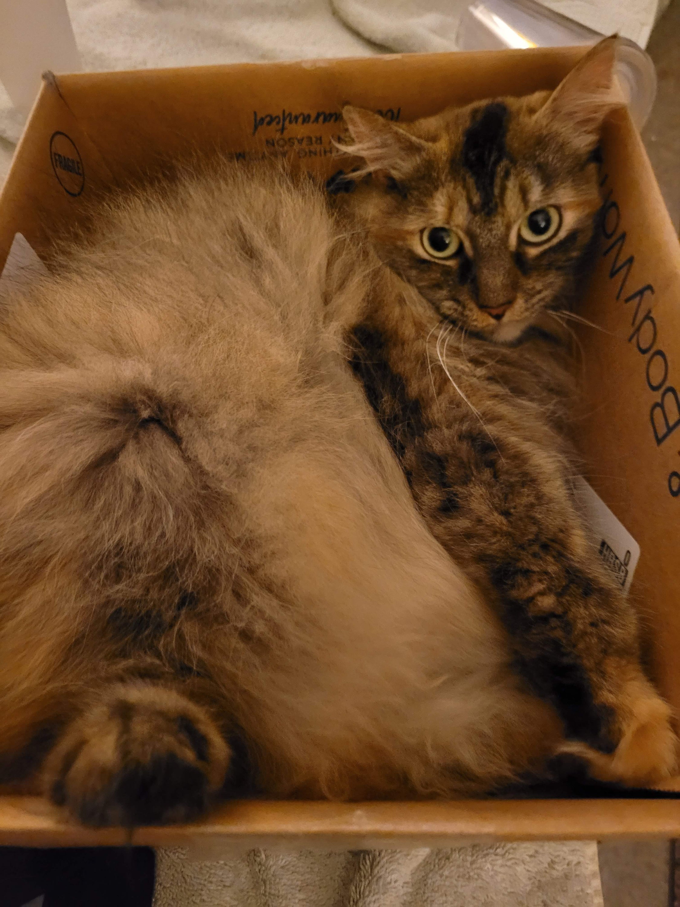 A bag of Isabelle's Cold Brew Blend featuring a chocolatey and sweet coffee blend with caramel hints, perfect for cold brewing.