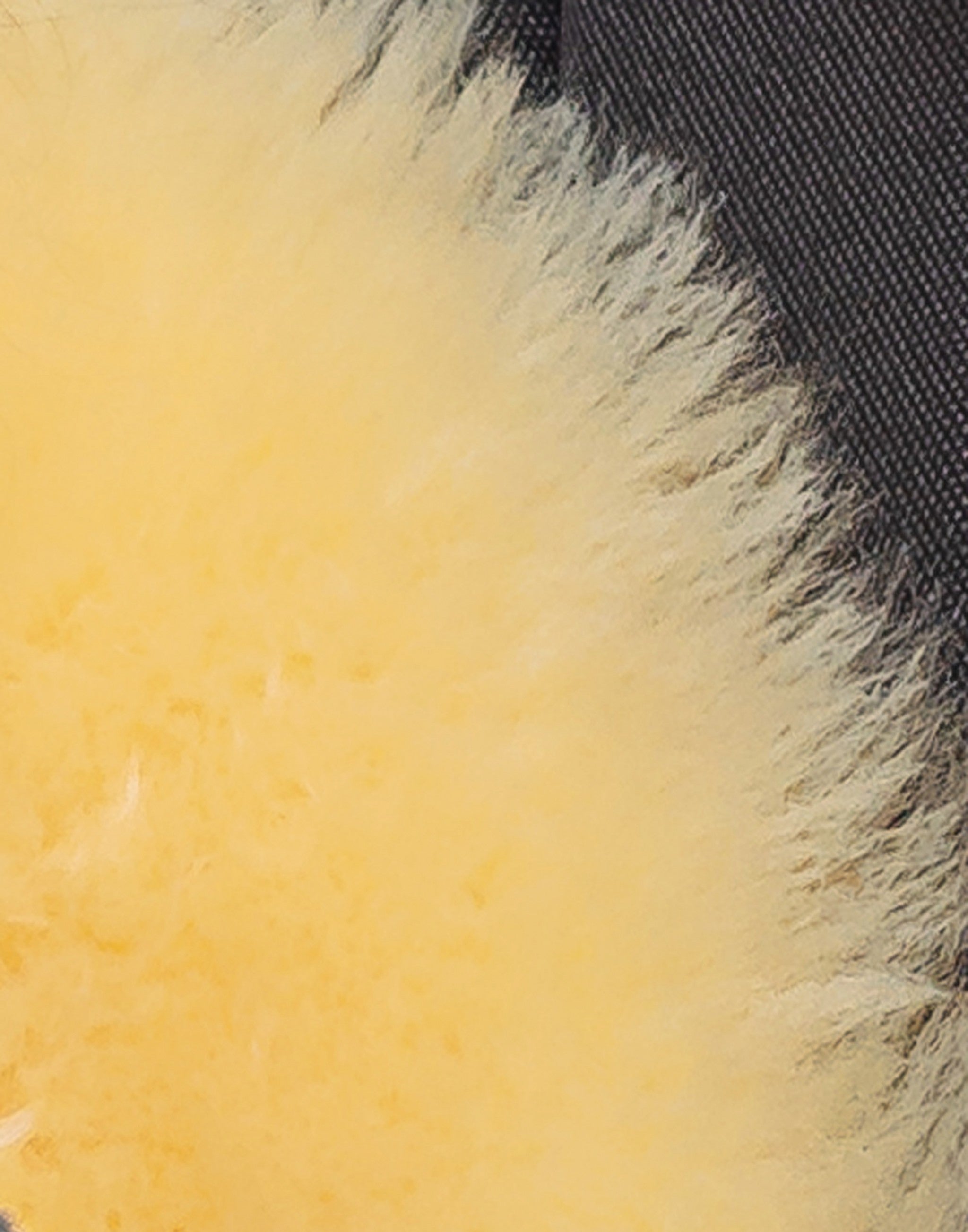 Cream cozy baby medium lambskin play rug measuring 24x36 inches, showcasing its soft texture and luxurious design.