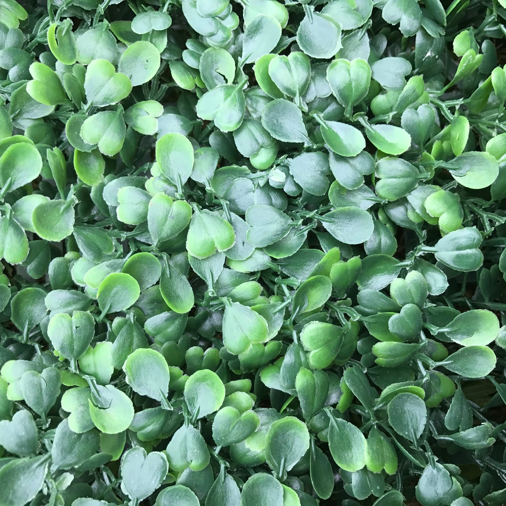 Artificial Flame Resistant Boxwood Hedging Panel, 50x50cm, featuring realistic green leaves and Buxus buds for a natural look.