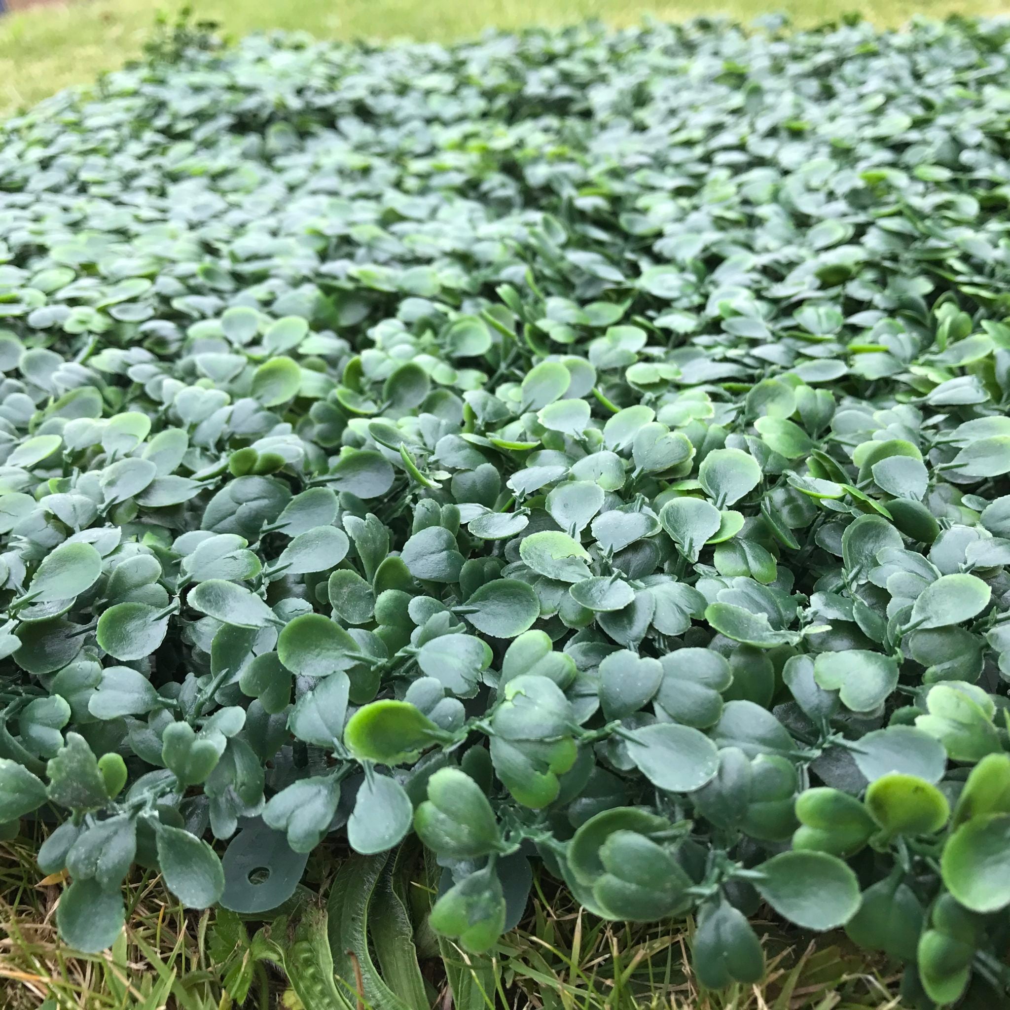 Artificial Flame Resistant Boxwood Hedging Panel, 50x50cm, featuring realistic green leaves and Buxus buds for a natural look.