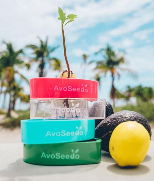 AvoSeedo 3-Pack featuring colorful plastic bowls designed for avocado seed germination, showcasing the unique indentation for seed placement.