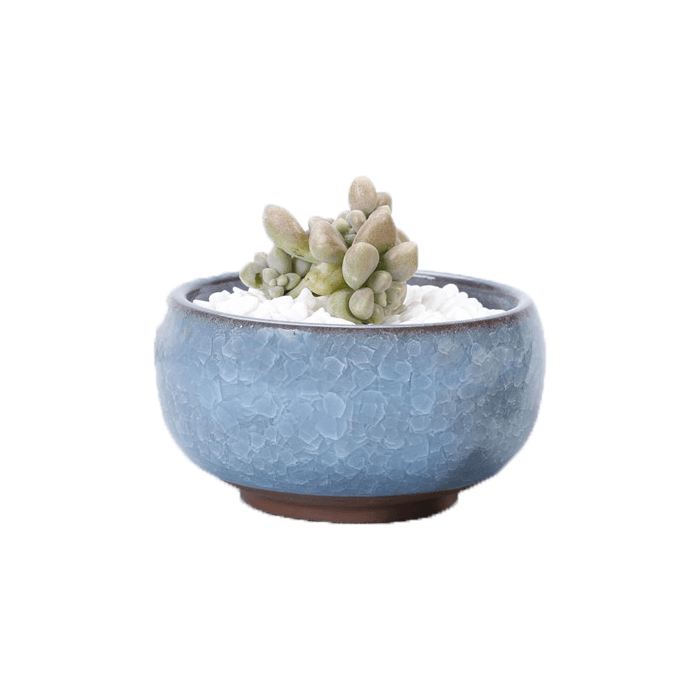 Light blue ceramic succulent planter pot with a cracked glaze pattern, featuring a drainage hole and saucer, ideal for indoor plants.