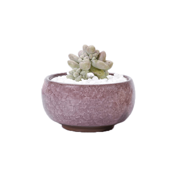 Pink ceramic succulent planter pot with a cracked glaze pattern, featuring a drainage hole and saucer, perfect for indoor plants.