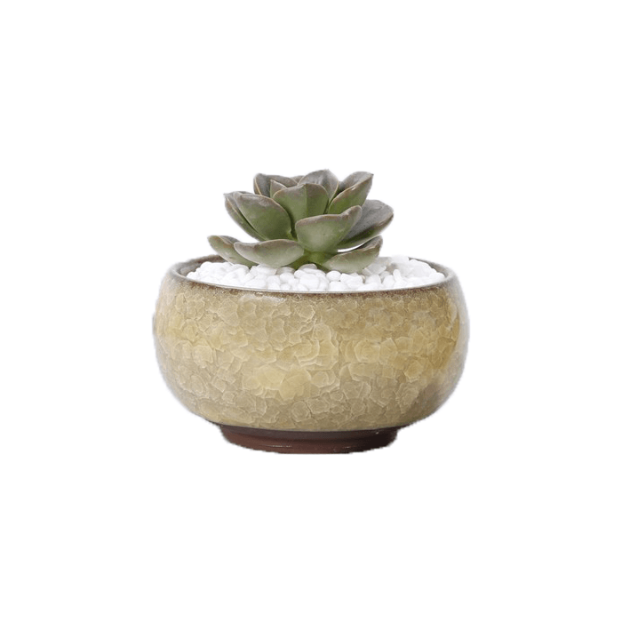 Yellow ceramic succulent planter pot with a cracked glaze pattern, featuring a drainage hole and saucer, ideal for indoor plants.