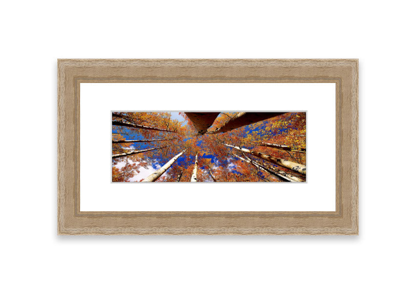 Framed print of Above The Trees, showcasing a beautiful Cornwall landscape with vibrant colors and intricate details.