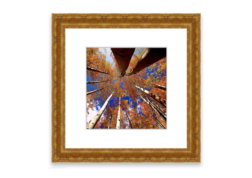 Framed print of Above The Trees, showcasing a beautiful Cornwall landscape with vibrant colors and intricate details.