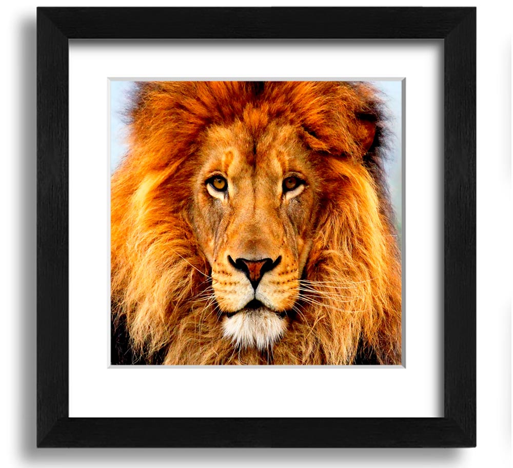 A beautifully framed print of an African lion, showcasing its majestic features and vibrant colors, ready to hang on a wall.
