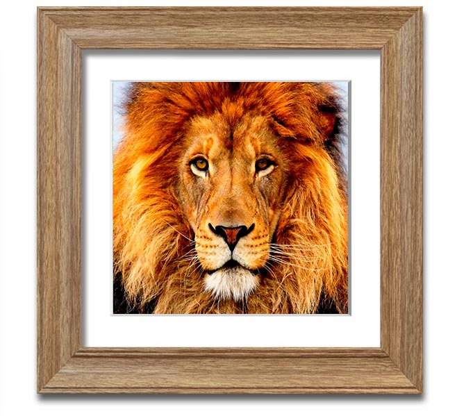 A beautifully framed print of an African lion, showcasing its majestic features and vibrant colors, ready to hang on a wall.
