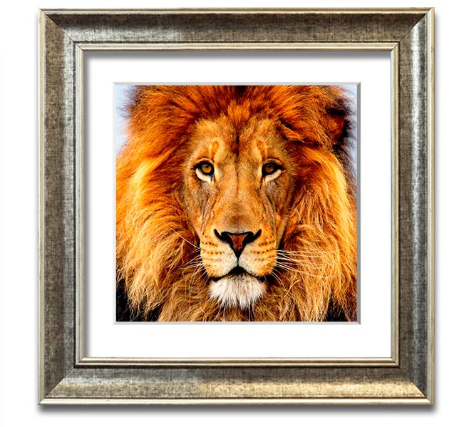 A beautifully framed print of an African lion, showcasing its majestic features and vibrant colors, ready to hang on a wall.