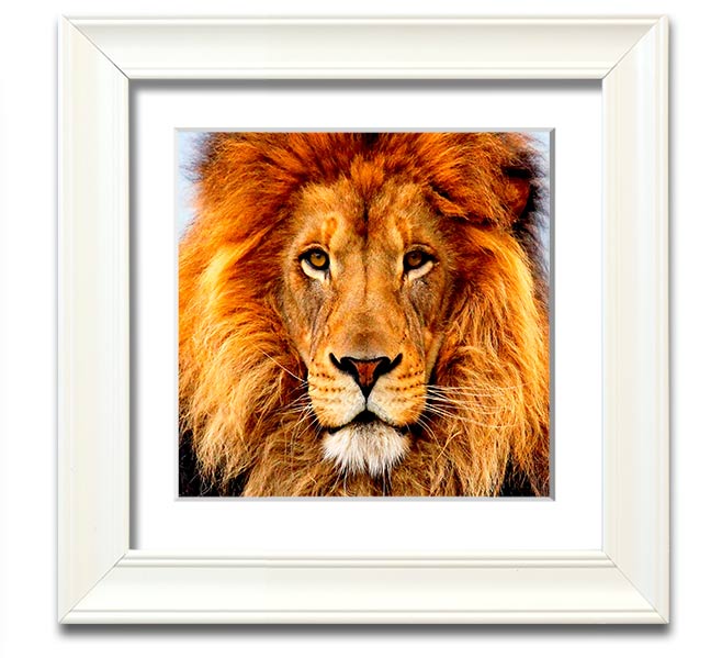 A beautifully framed print of an African lion, showcasing its majestic features and vibrant colors, ready to hang on a wall.