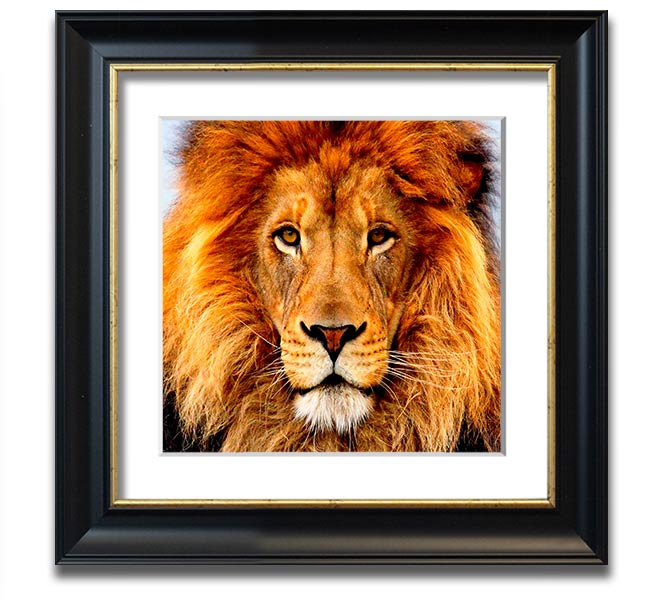 A beautifully framed print of an African lion, showcasing its majestic features and vibrant colors, ready to hang on a wall.