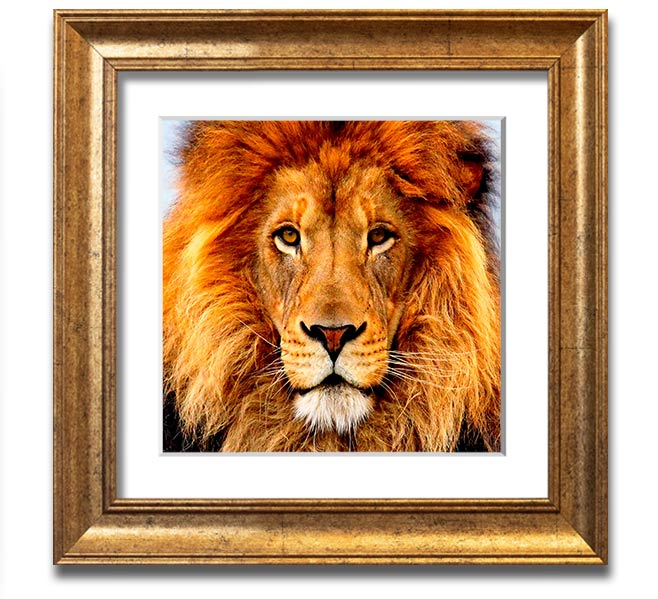 A beautifully framed print of an African lion, showcasing its majestic features and vibrant colors, ready to hang on a wall.