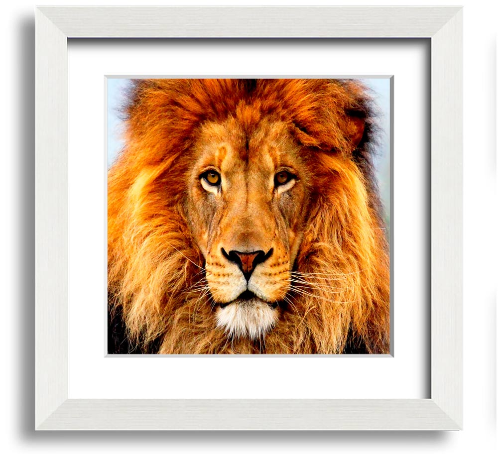 A beautifully framed print of an African lion, showcasing its majestic features and vibrant colors, ready to hang on a wall.