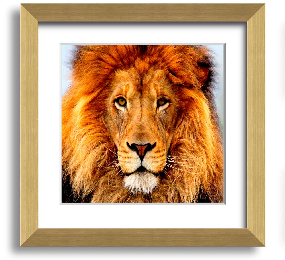 A beautifully framed print of an African lion, showcasing its majestic features and vibrant colors, ready to hang on a wall.