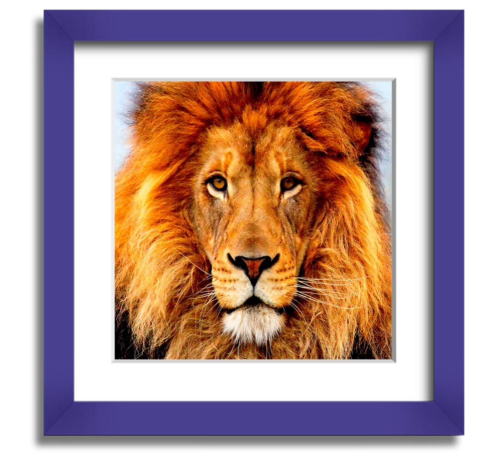 A beautifully framed print of an African lion, showcasing its majestic features and vibrant colors, ready to hang on a wall.