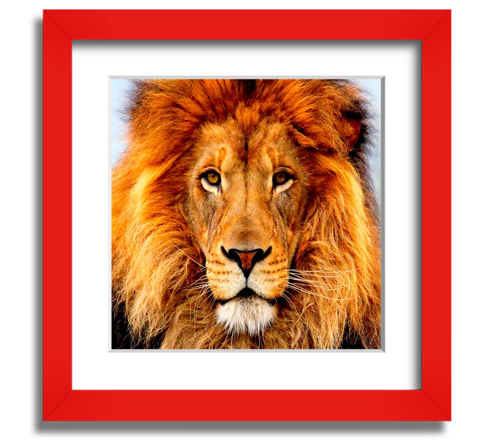 A beautifully framed print of an African lion, showcasing its majestic features and vibrant colors, ready to hang on a wall.