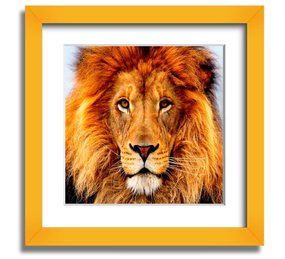 A beautifully framed print of an African lion, showcasing its majestic features and vibrant colors, ready to hang on a wall.