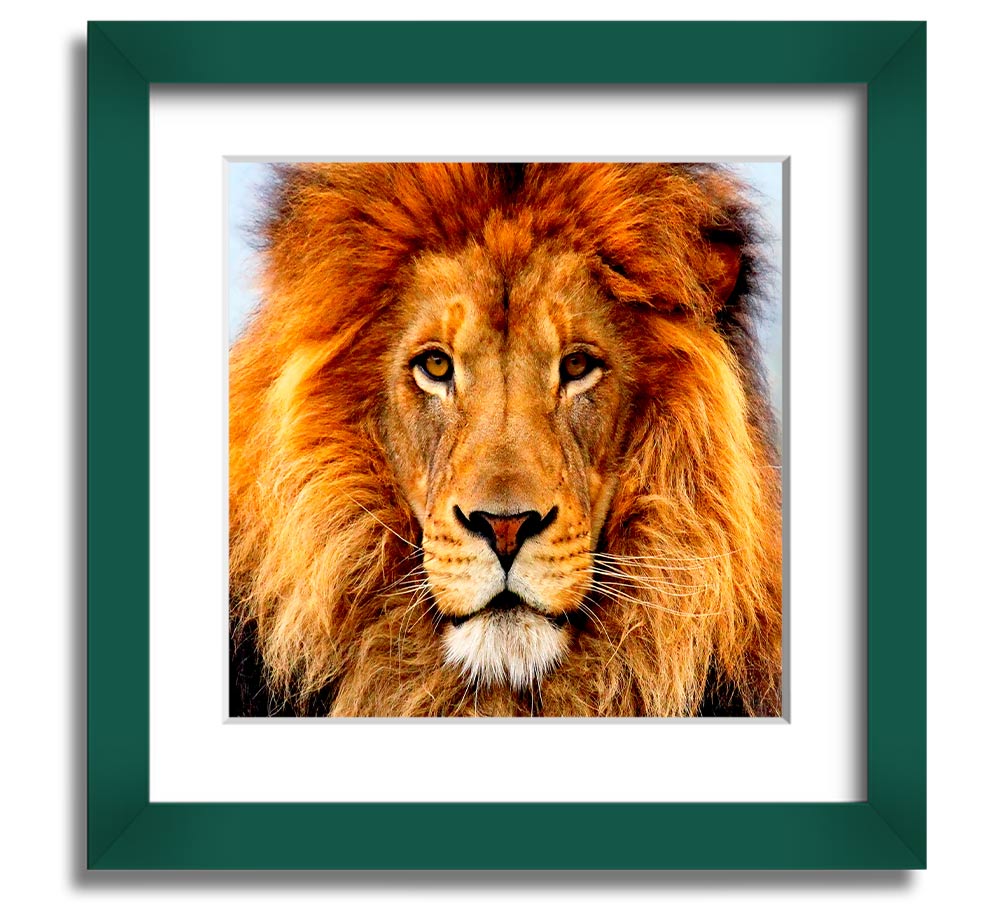 A beautifully framed print of an African lion, showcasing its majestic features and vibrant colors, ready to hang on a wall.
