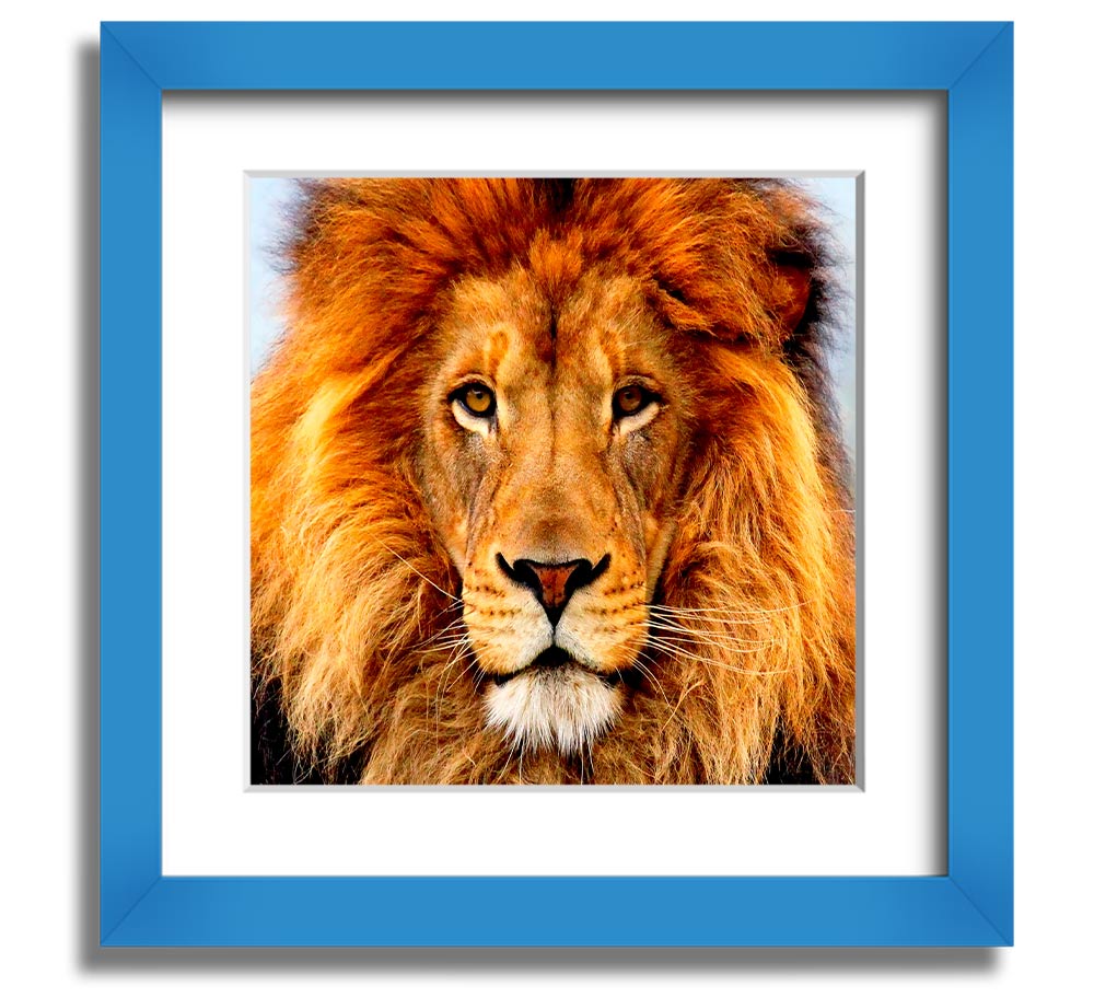 A beautifully framed print of an African lion, showcasing its majestic features and vibrant colors, ready to hang on a wall.