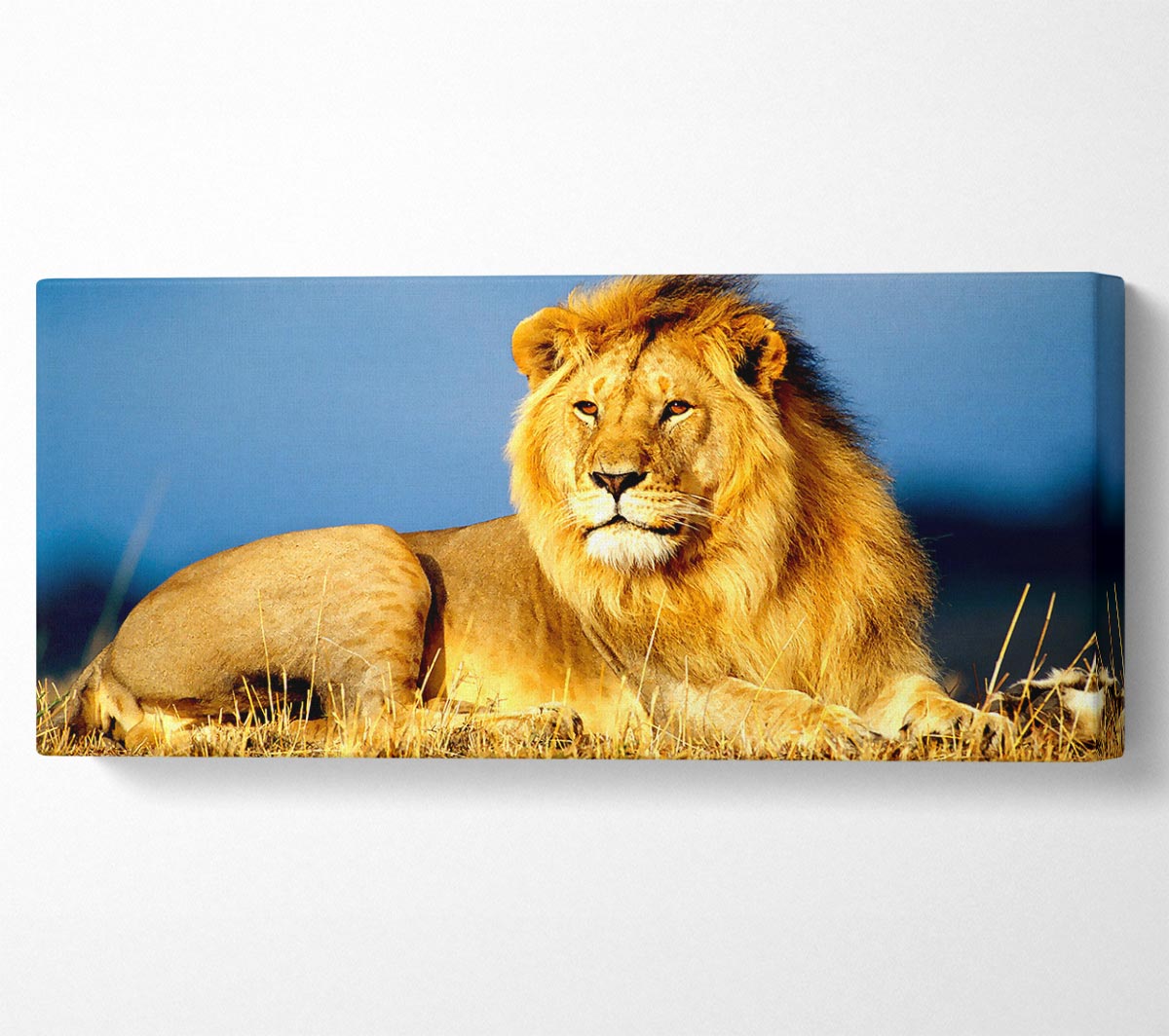 A vibrant canvas art piece featuring a majestic African lion, mounted on a sturdy box frame, ready to hang.