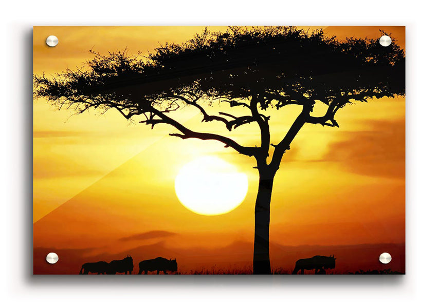 Acrylic print of an African safari tree illuminated by sunlight, showcasing vibrant colors and intricate details.