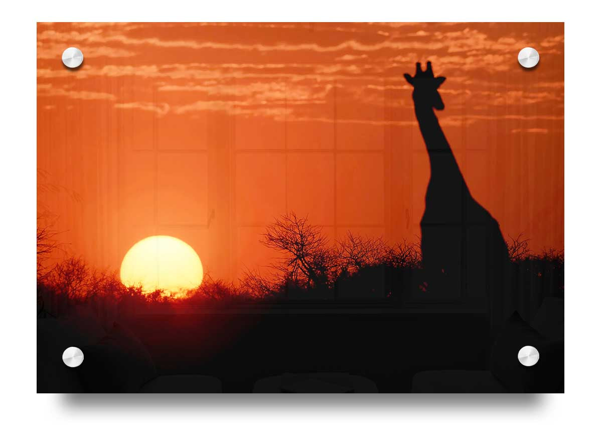 Acrylic print of a giraffe against a vibrant African sunset, showcasing rich colors and details.