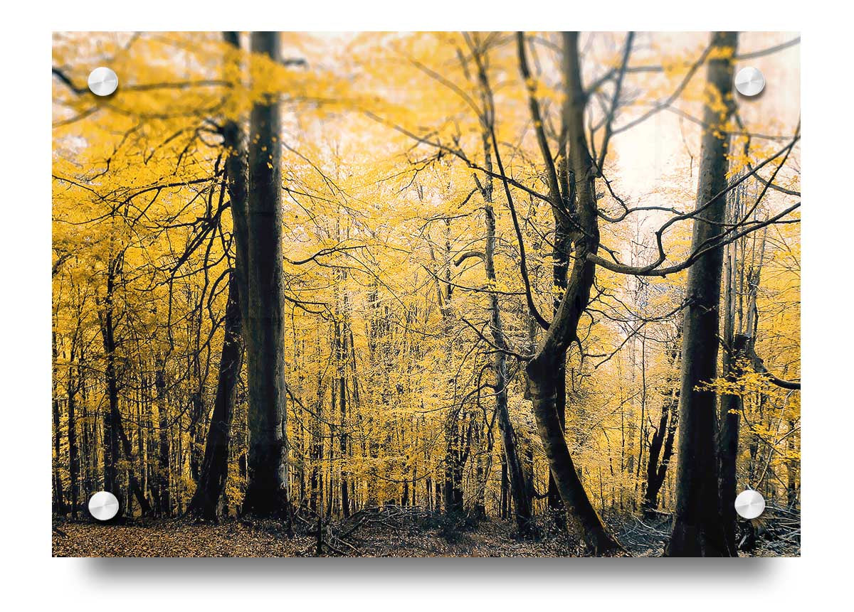 Alone In The Jungle acrylic print on 5mm thick glass, showcasing vibrant jungle scenery.