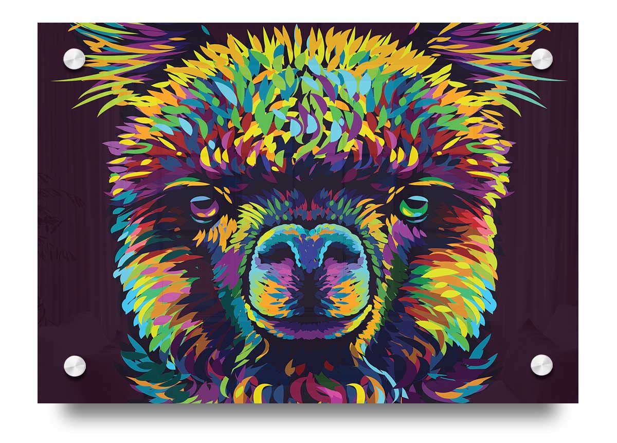 Vibrant Alpaca In Colour acrylic print on 5mm thick glass, showcasing colorful alpaca design.