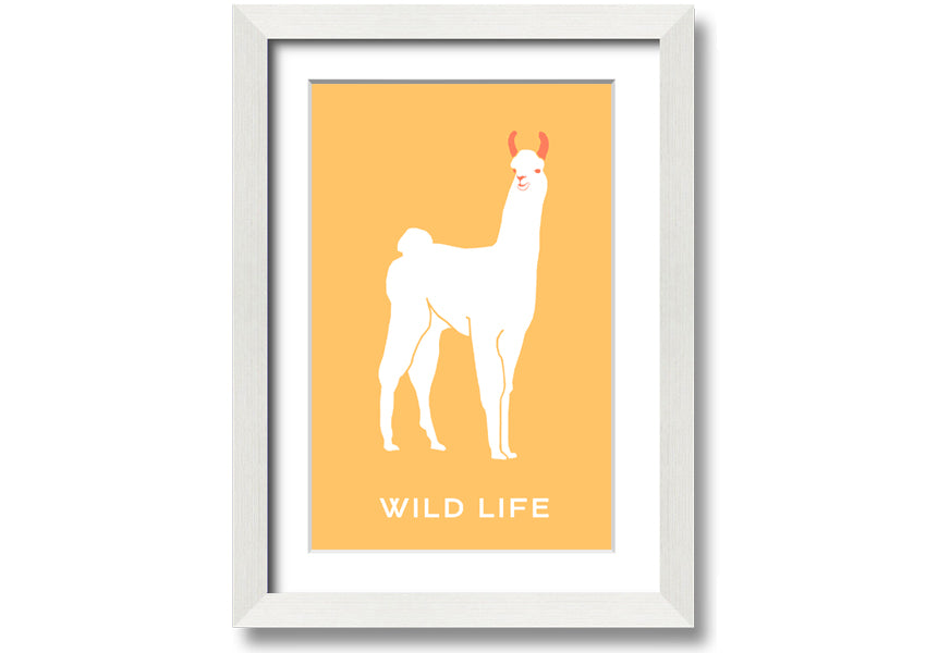 A beautifully framed print of an alpaca, showcasing intricate details and vibrant colours, available in various frame options.