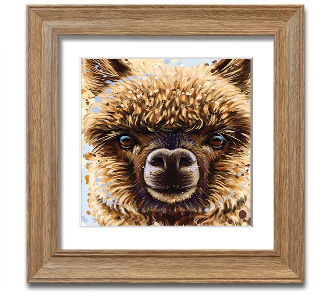 A square framed print featuring a close-up of an alpaca's face, showcasing its expressive eyes and soft fur, available in various frame colours.