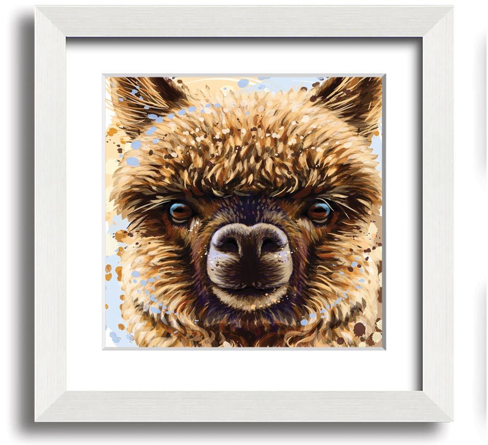 A square framed print featuring a close-up of an alpaca's face, showcasing its expressive eyes and soft fur, available in various frame colours.