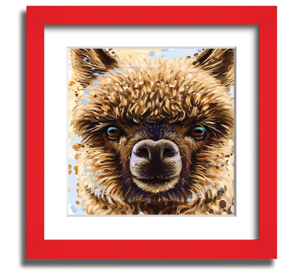 A square framed print featuring a close-up of an alpaca's face, showcasing its expressive eyes and soft fur, available in various frame colours.