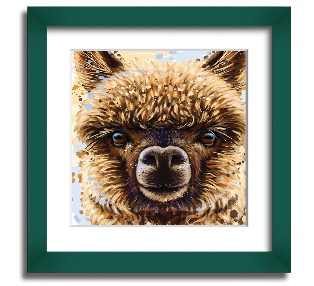 A square framed print featuring a close-up of an alpaca's face, showcasing its expressive eyes and soft fur, available in various frame colours.