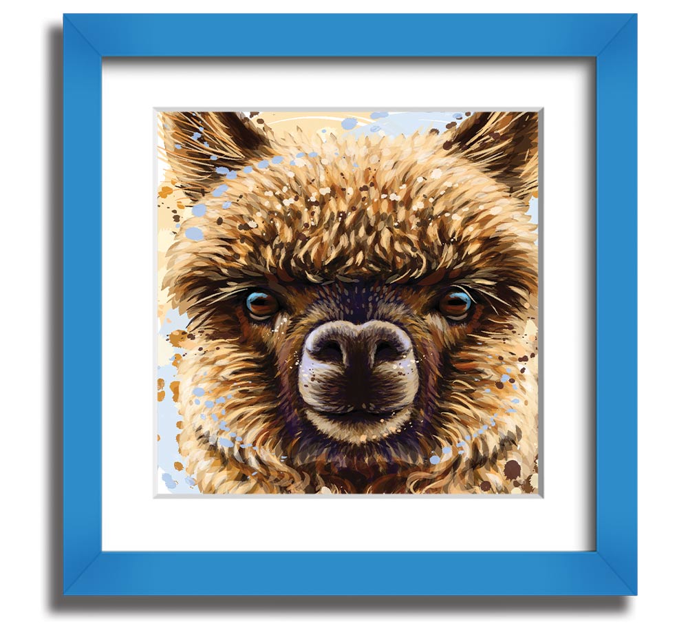 A square framed print featuring a close-up of an alpaca's face, showcasing its expressive eyes and soft fur, available in various frame colours.