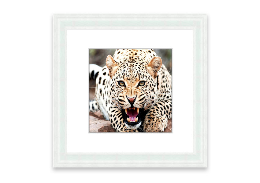 A beautifully framed print of a cheetah, showcasing its elegance and grace, available in various frame colors.