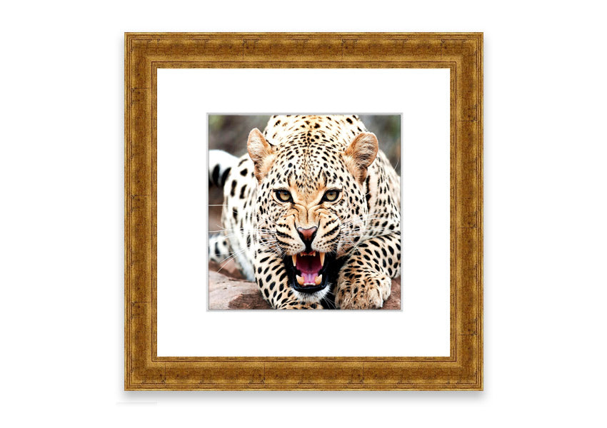 A beautifully framed print of a cheetah, showcasing its elegance and grace, available in various frame colors.