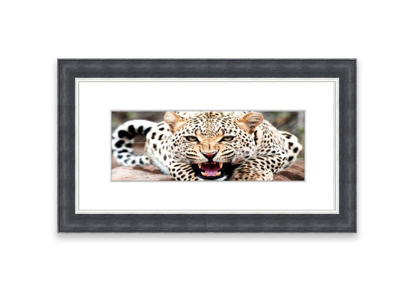 A beautifully framed print of a cheetah, showcasing its elegance and grace, available in various frame colors.