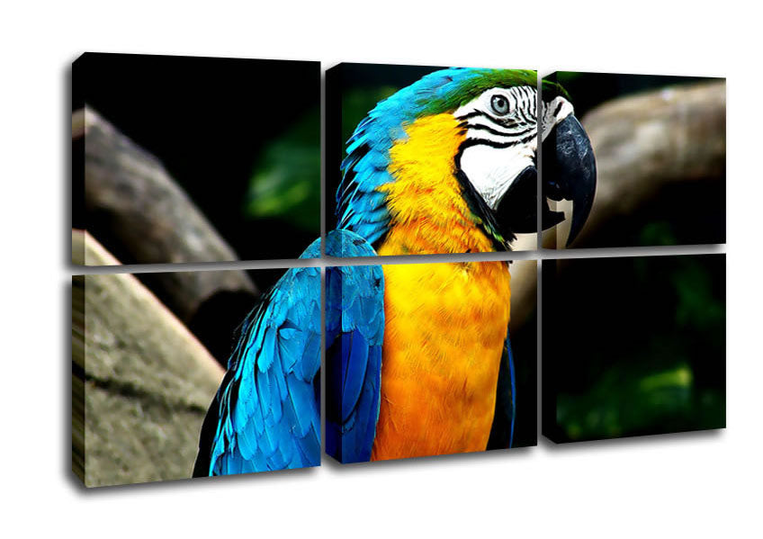 A vibrant canvas print of a parrot mounted on a sturdy box frame, ready to hang.