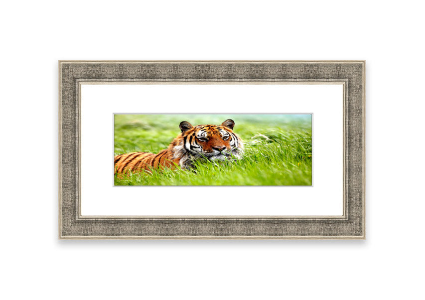 Framed print of an Amazing Siberian Tiger, showcasing vibrant colors and intricate details, available in various frame colors.