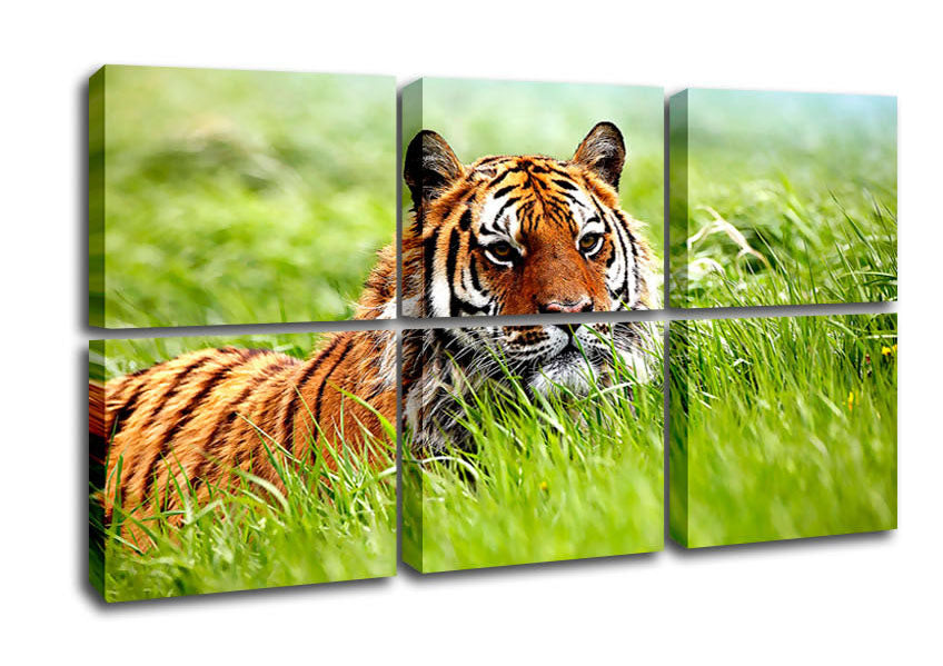 A vibrant canvas print of a Siberian Tiger, showcasing its majestic features and colors, mounted on a sturdy box frame, ready to hang.