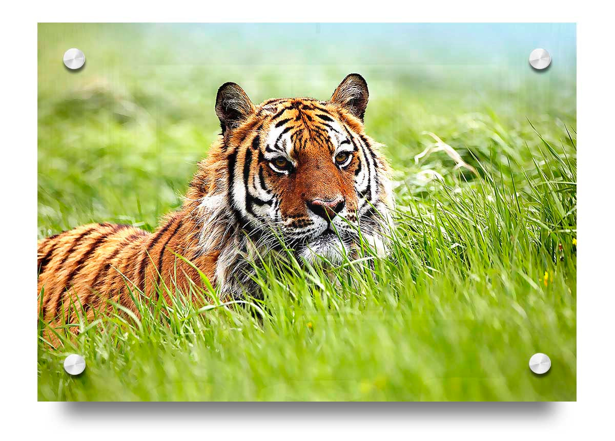 A vibrant acrylic print of a Siberian Tiger, showcasing its striking features and colors, ready to hang on a wall.