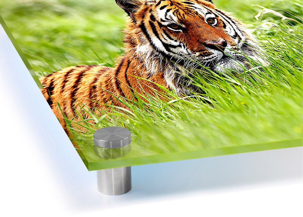 A vibrant acrylic print of a Siberian Tiger, showcasing its striking features and colors, ready to hang on a wall.